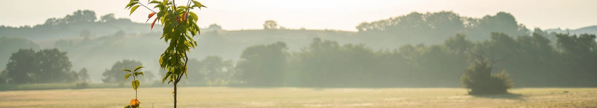 Cazaleres prosuco lr 374