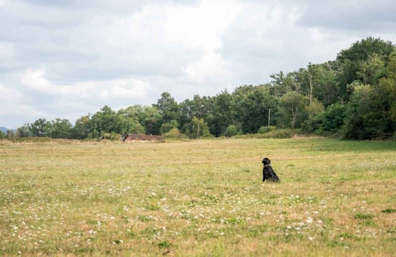 Wandelen met hond zuid frankrijk